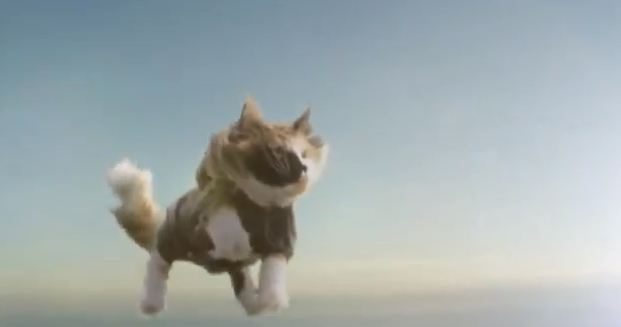 Γάτες …αλεξιπτωτιστές!