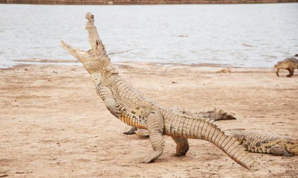 Ψηλός, ψηλός… κροκόδειλος!