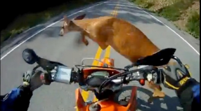 Μηχανή – ελάφι σημειώσατε… Χ