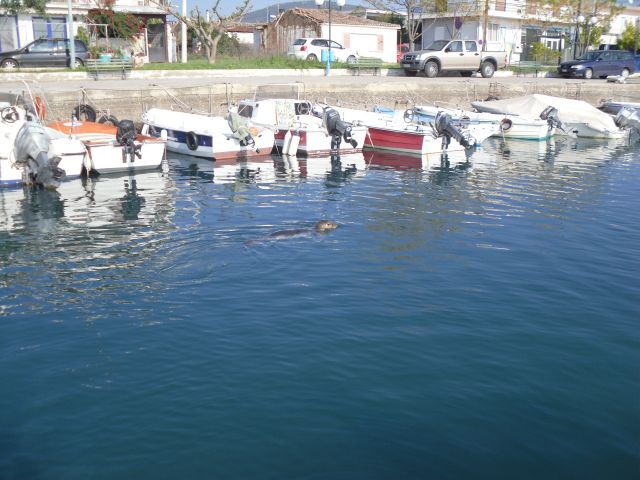 Μία φώκια στο Αχλάδι