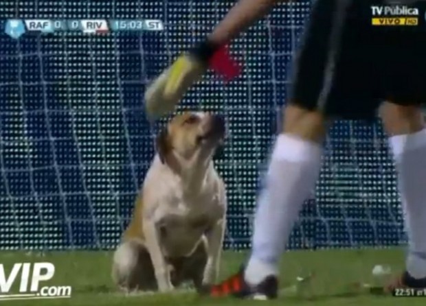 Ο πιστός φίλος του… ποδοσφαίρου