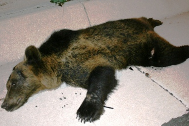 Αρκουδάκι νεκρό σε τροχαίο