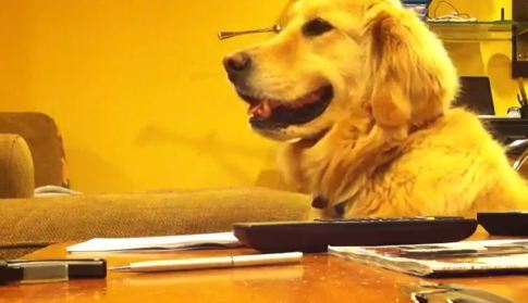 Ο σκύλος που λατρεύει την κιθάρα