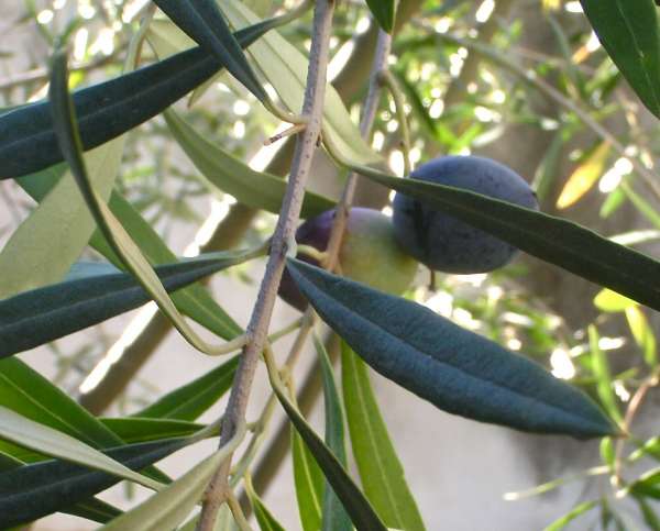 Έκοψαν ξένες ελιές για καυσόξυλα