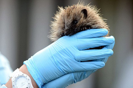 Η πείνα τον… παγίδευσε