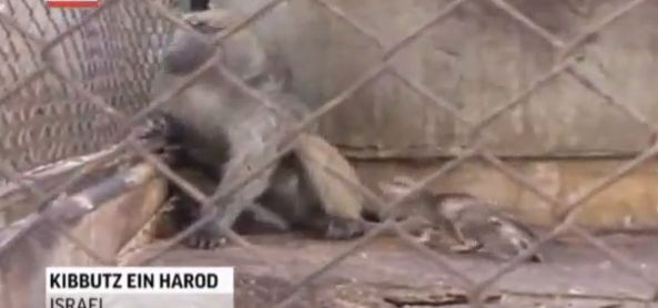 Μπαμπουίνος υιοθέτησε γατάκι!