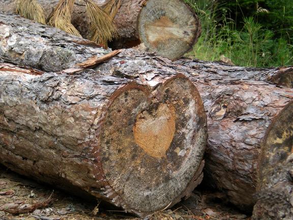 Καταπλακώθηκε από κορμό δέντρου
