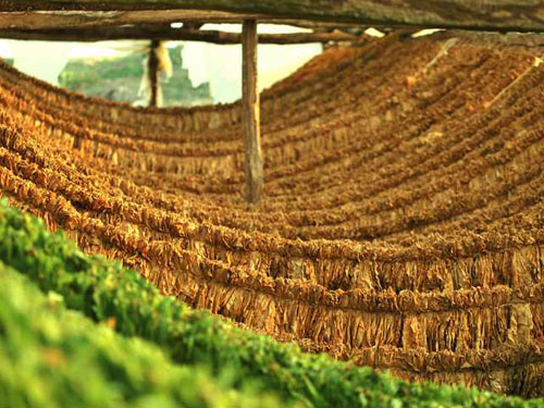 Κατέσχεσαν 10 τόνους λαθραία καπνά