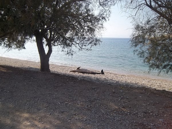 Νεκρό δελφίνι στη Σαλαμίνα