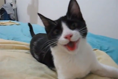 Ο γάτος της έφαγε τα διαμάντια!