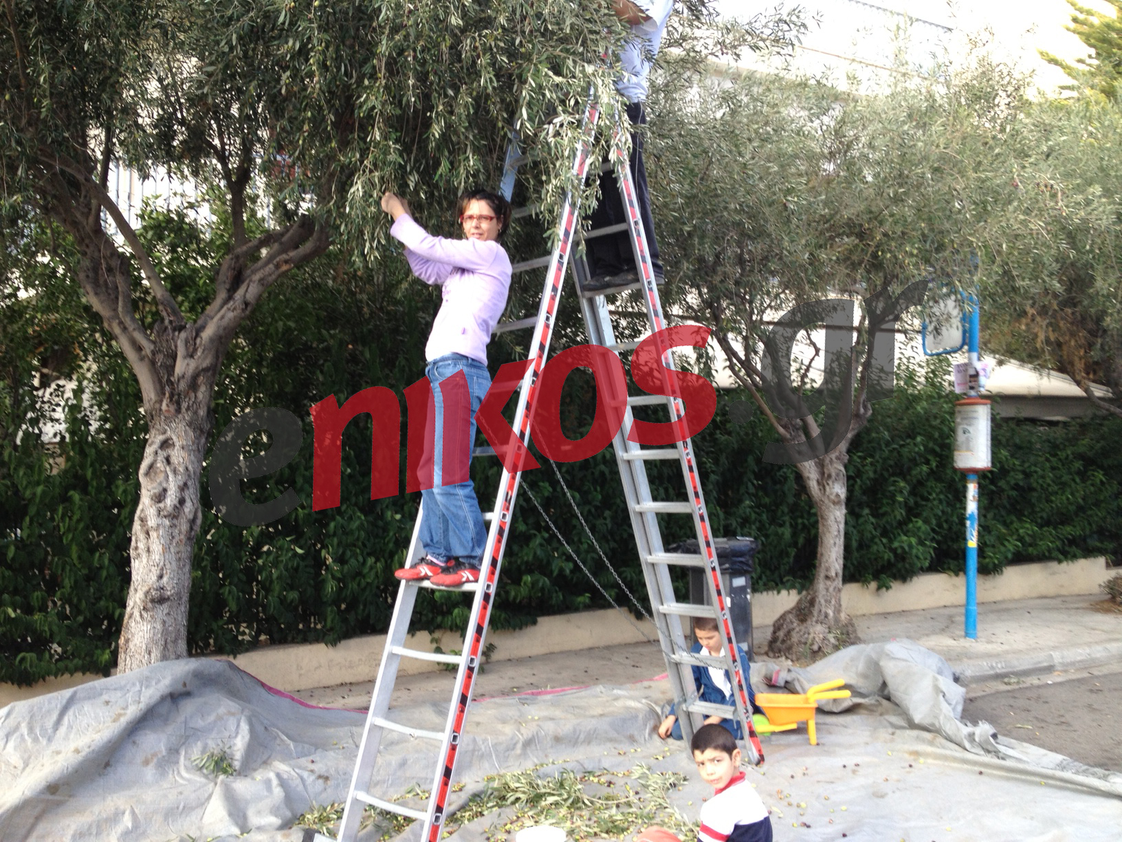 Φωτό-Μαζεύουν ελιές στην Αθήνα