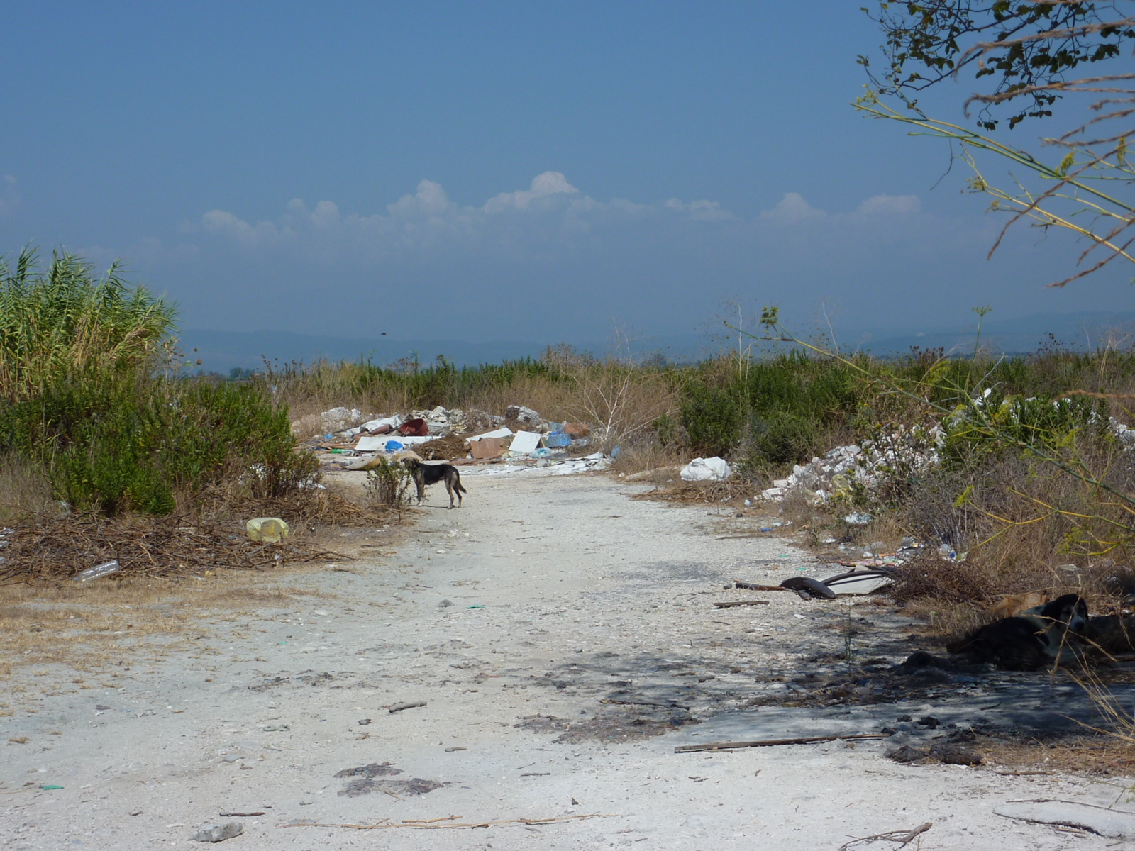 Μαζεύουν ξύλα από τον δρόμο