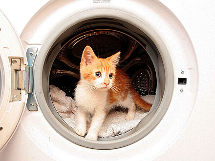 Έβαλε την γάτα στο… στεγνωτήριο