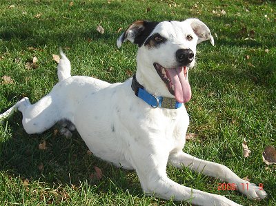 Σκυλί σκότωσε βρέφος 8 ημερών