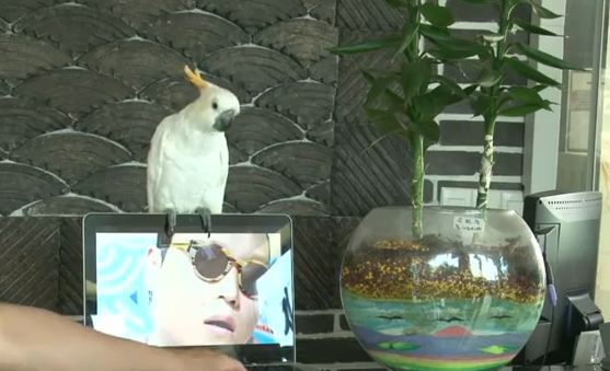 Παπαγάλος χορεύει Gangnam Style!