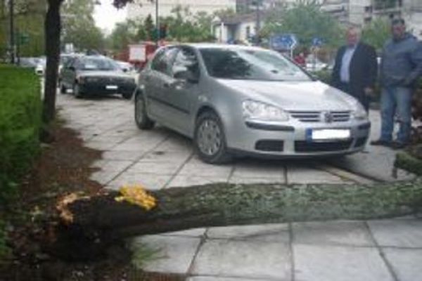 Έκοψε το δέντρο για να…παρκάρει