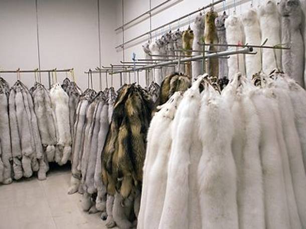 Έκλεψαν 120 γούνες