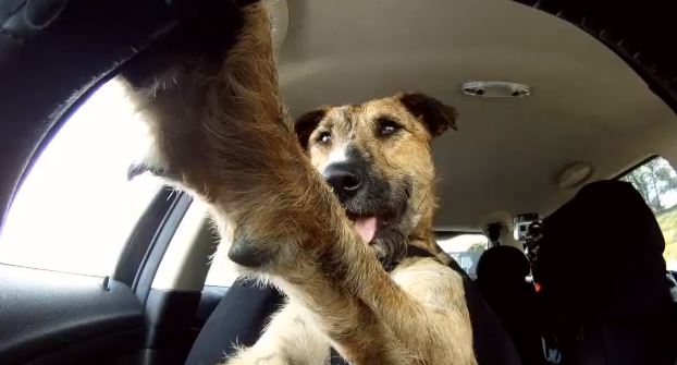 Βίντεο:Ο πρώτος σκύλος που …οδηγεί!