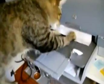 ΒΙΝΤΕΟ-Γάτες εναντίων Printer