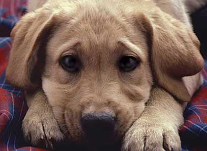 Ιταλία: Ζωοφιλικός ο νέος… ΚΟΚ