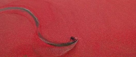 Σκι σε …θάλασσα από μύρτιλλα!