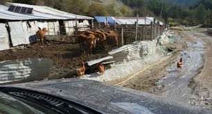 Στον εισαγγελέα για χασίς-αρχαία