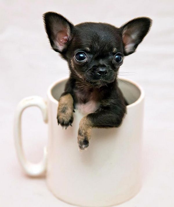 Είναι το μικρότερο σκυλί του κόσμου;