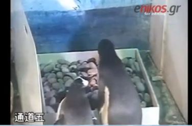 Κατάπιε το παιδί του!