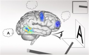 Δημιούργησαν «ανθρώπινο» εγκέφαλο