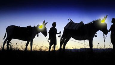 Φωσφορίζοντα ταμπελάκια στα γαϊδούρια!