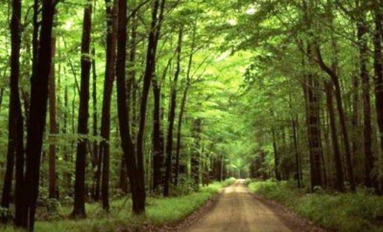 Γερμανία:”Η κρίση απειλεί τα ελληνικά δάση”