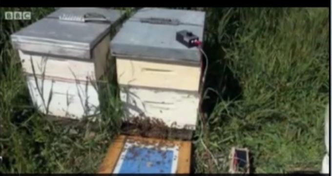 Μπότοξ από δηλητήριο μέλισσας