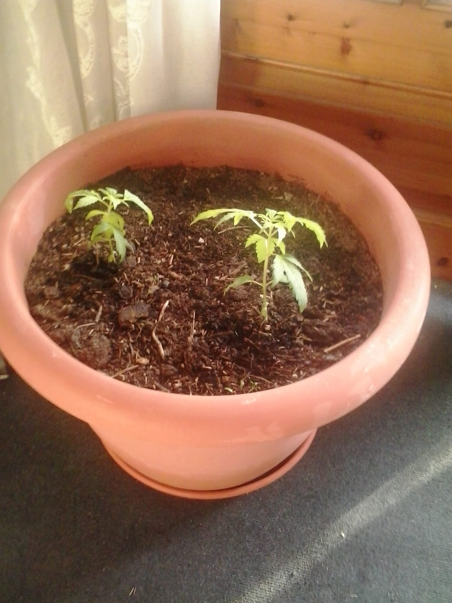 Eίχε… κήπο από κάνναβη