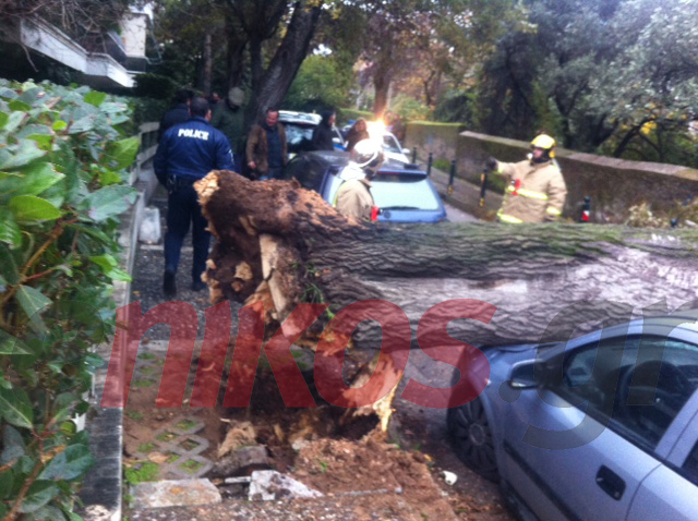 Τώρα- Έπεσε δέντρο στο κέντρο της Κηφισιάς