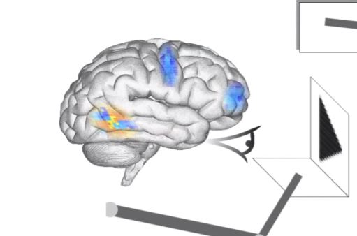 Δημιούργησαν μοντέλο ανθρώπινου εγκεφάλου
