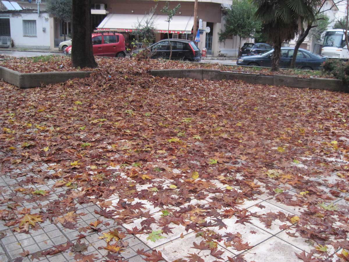 Τους «έπνιξαν» τα πλατανόφυλλα