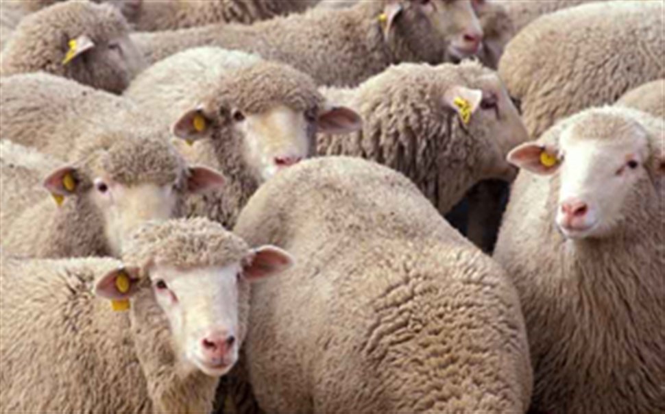 Βρήκε σφαγμένο το κοπάδι του