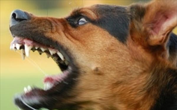 Κρούσματα λύσσας!