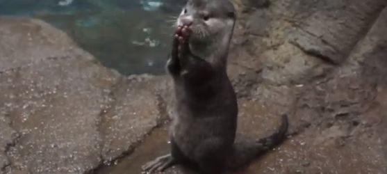 Μωρό ενυδρίδα τρώει αόρατο μεζέ