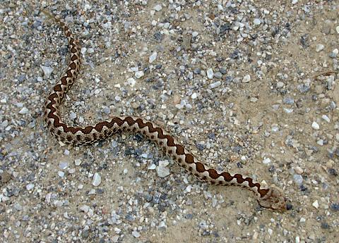 7 φίδια στην ντουλάπα