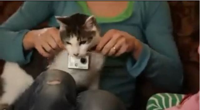 Η… κρυφή ζωή της γάτας