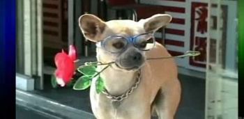 Αυτός ο σκύλος είναι μεγάλο ταλέντο!