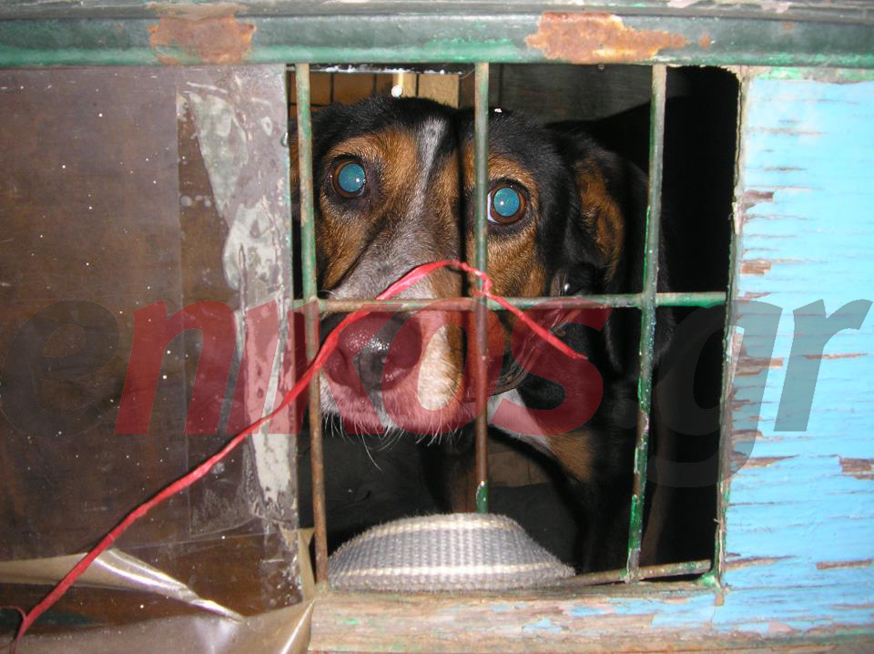 ΦΩΤΟ-Κρατάει “όμηρο” κυνηγόσκυλο