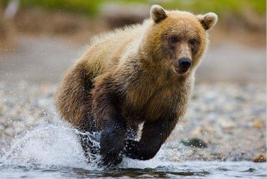 Επιχείρηση για την “άτακτη” αρκούδα