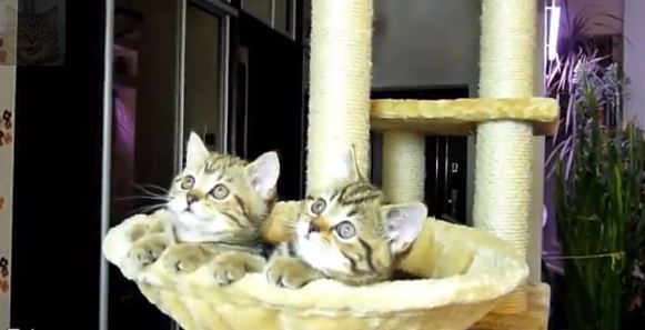 Όταν τα γατάκια βλέπουν …τένις!