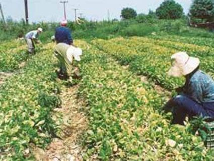 «Πλήγμα στους καπνοκαλλιεργητές από την Ε.Ε.»