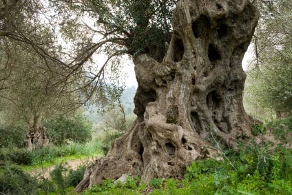 Αγρότης φυλάει σκοπιά!