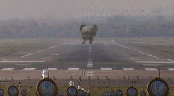 ΒΙΝΤΕΟ: Προσοχή! Προσγειώνεται …ελέφαντας!