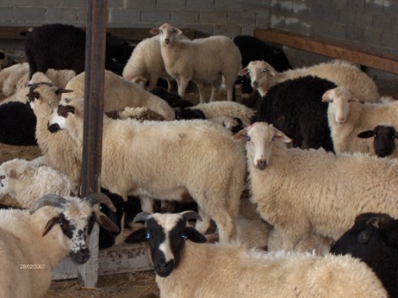 Πήγε στη στάνη και έπαθε σοκ
