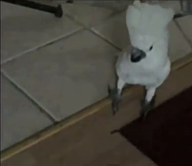 Ο καλύτερος φύλακας… παπαγάλος